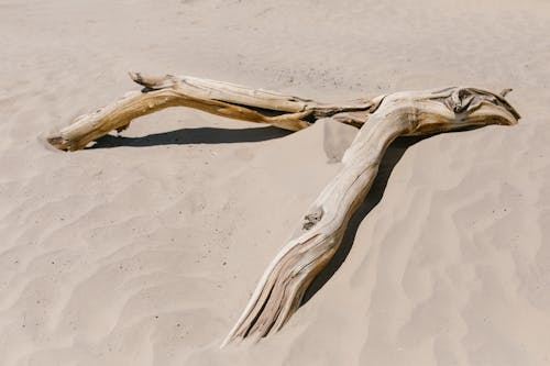 Gratis Foto stok gratis gersang, gurun pasir, kayu Foto Stok