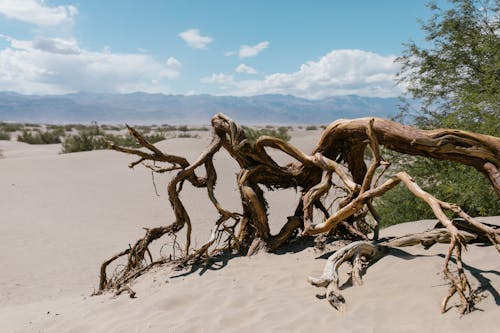 Ilmainen kuvapankkikuva tunnisteilla aavikko, kuiva, kuollut puu Kuvapankkikuva