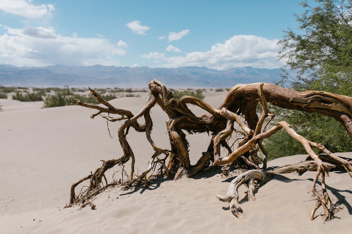 Free A Dead Tree in a Desert Stock Photo