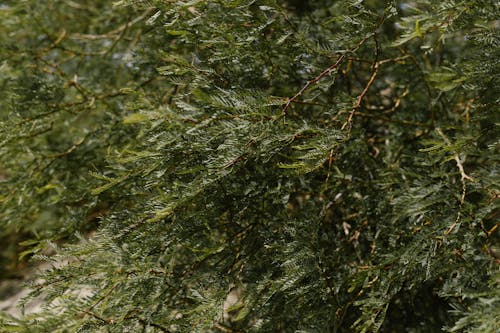 Kostnadsfri bild av färsk, grenar, gröna löv