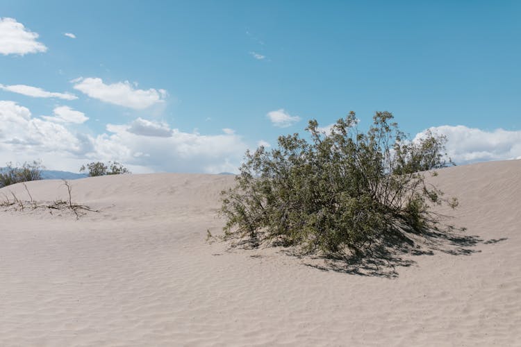 
A Shrub In A Desert