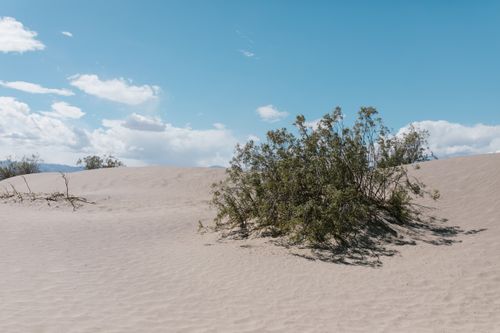 Free A serene desert scene with a single shrub under a bright blue sky and scattered clouds. Stock Photo