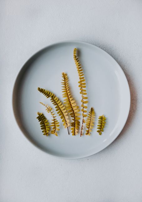 Top view composition of various green fern leaves arranged on round ceramic plate on white background in modern light studio