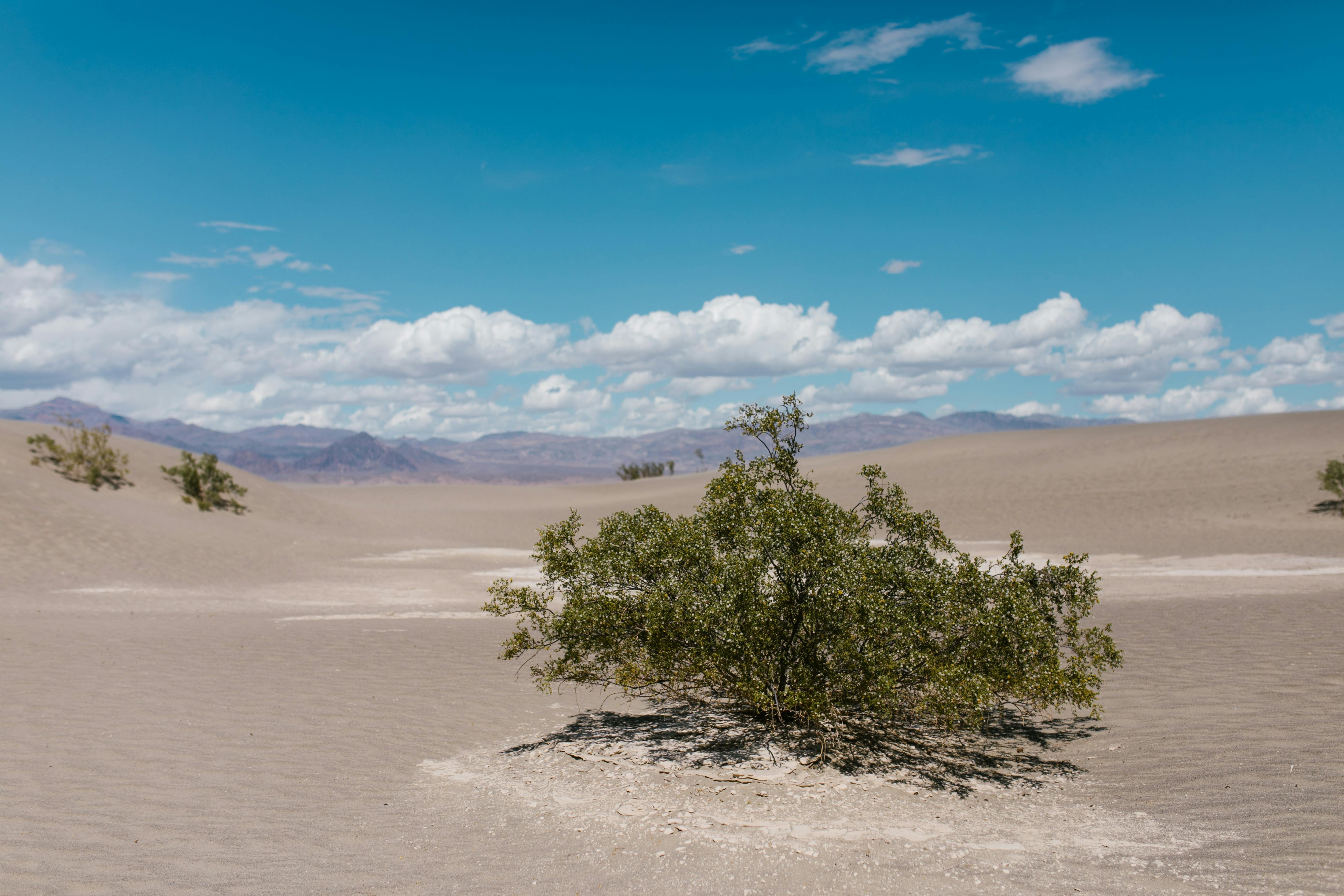 Green Plants on Desert · Free Stock Photo