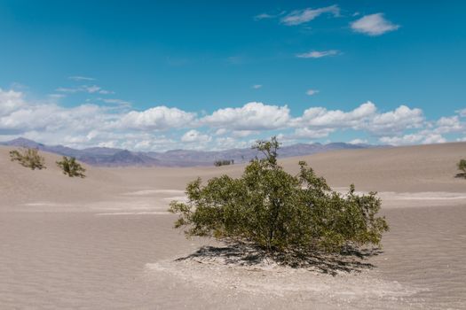 Scenic view of a desert landscape under a blue sky with sand dunes and sparse vegetation.