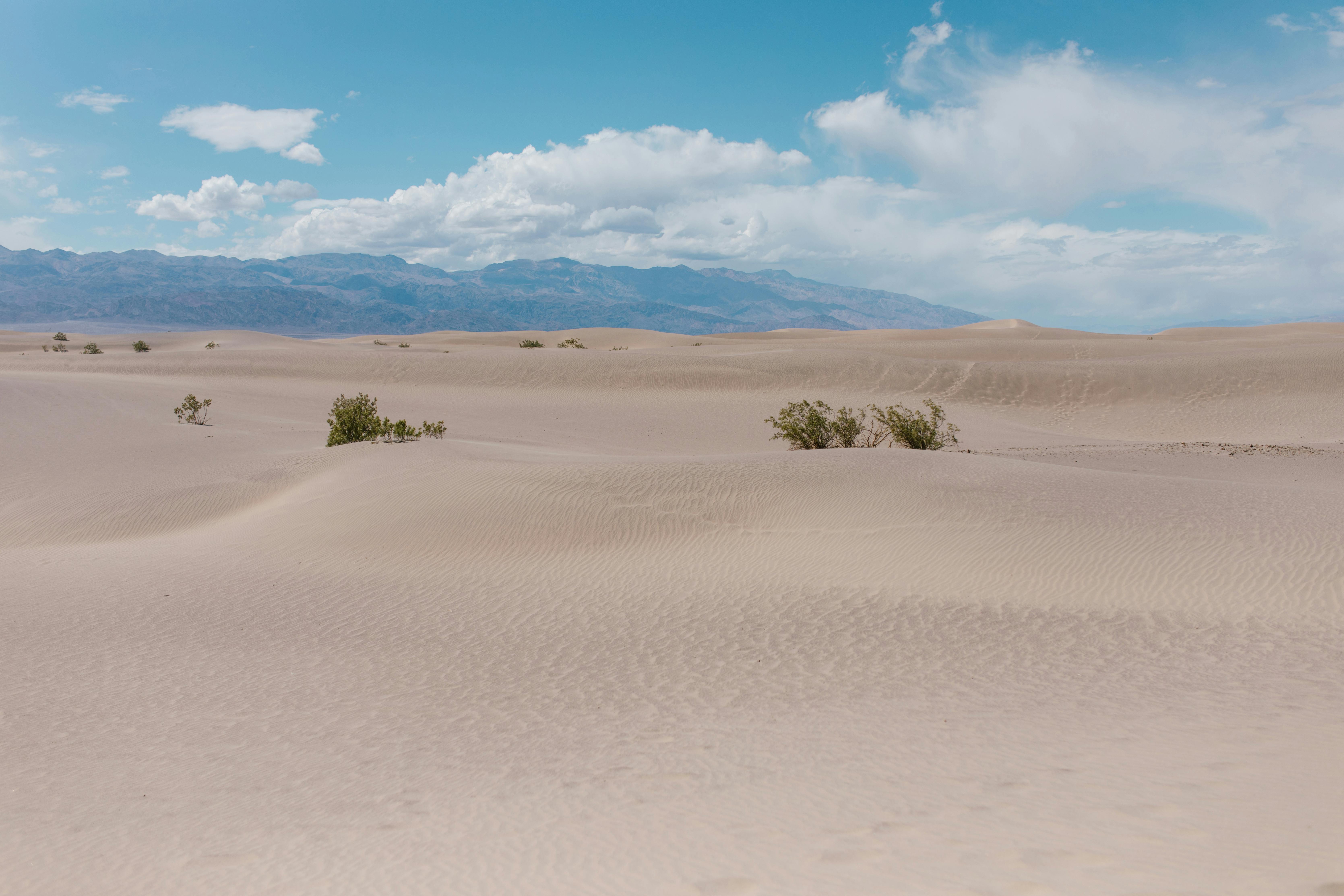 green plants on sand under blue sky