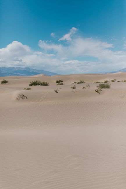 Fotomural Impresionante vista de las dunas del desierto bajo un cielo azul claro, con vegetación escasa.