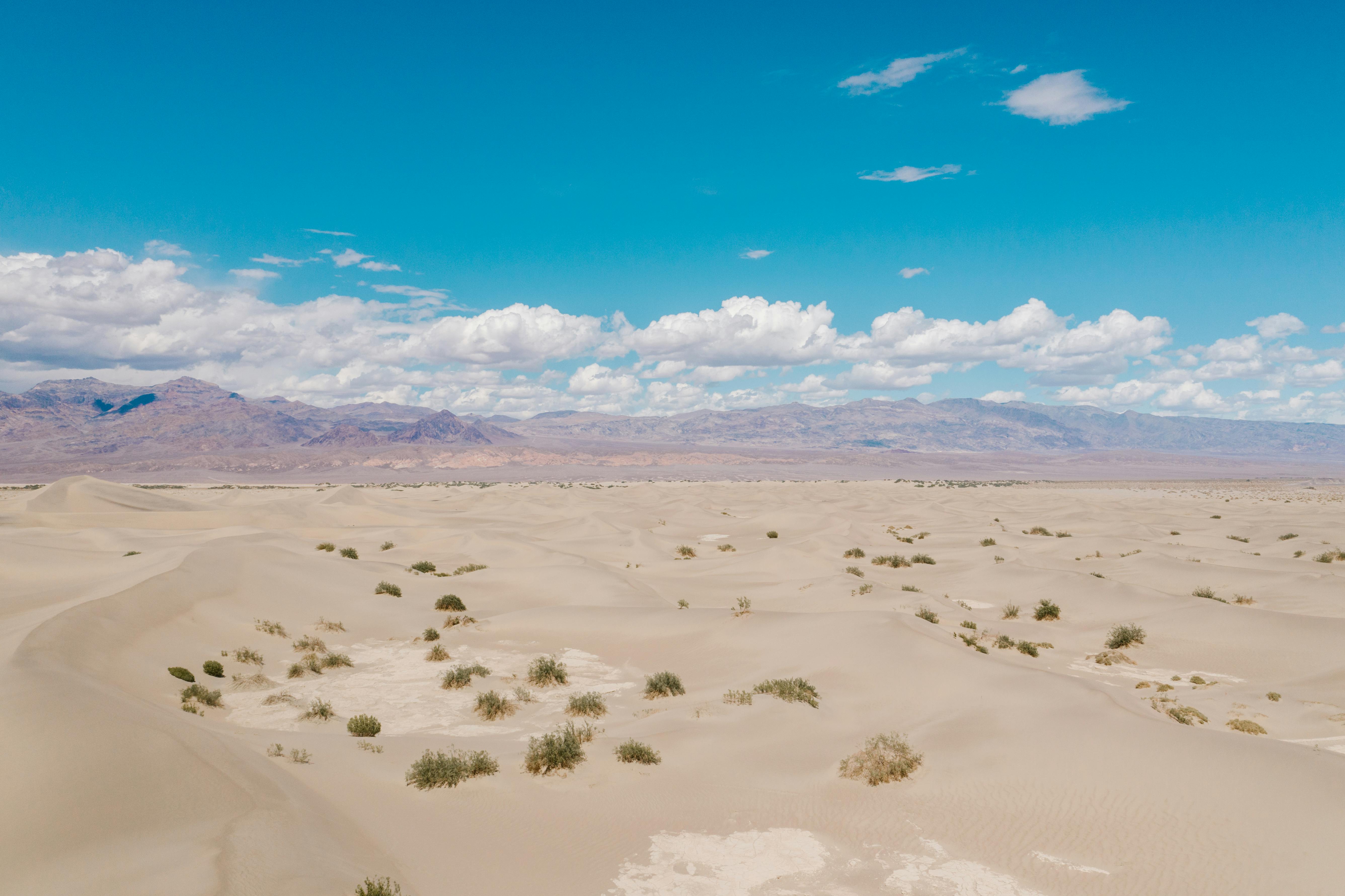 green plants on desert under blue sky