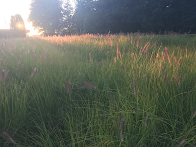 Step 7 king placement