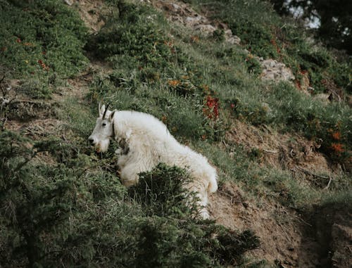 Foto profissional grátis de animais selvagens, animal, cabra montesa