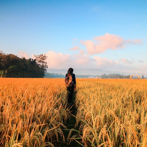 Free Woman in Black Hijab Headscarf Walking on Field Stock Photo