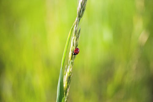 Red Ladybug on Green Grass