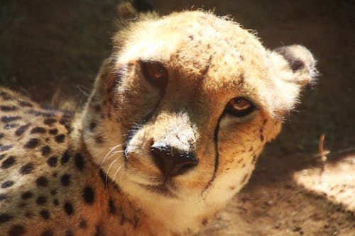 Cheetah Hewan