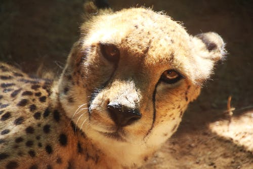 Foto d'estoc gratuïta de a l'aire lliure, animal, animal salvatge