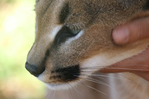 Fotografia Em Close Up De Um Filhote De Leopardo