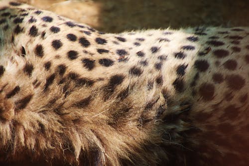 Closeup Photo of Cheetah