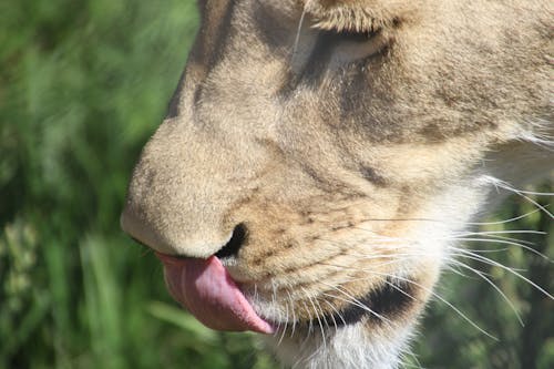 Free Licking Lioness Stock Photo