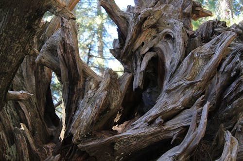 Free stock photo of national park, roots, sequoia