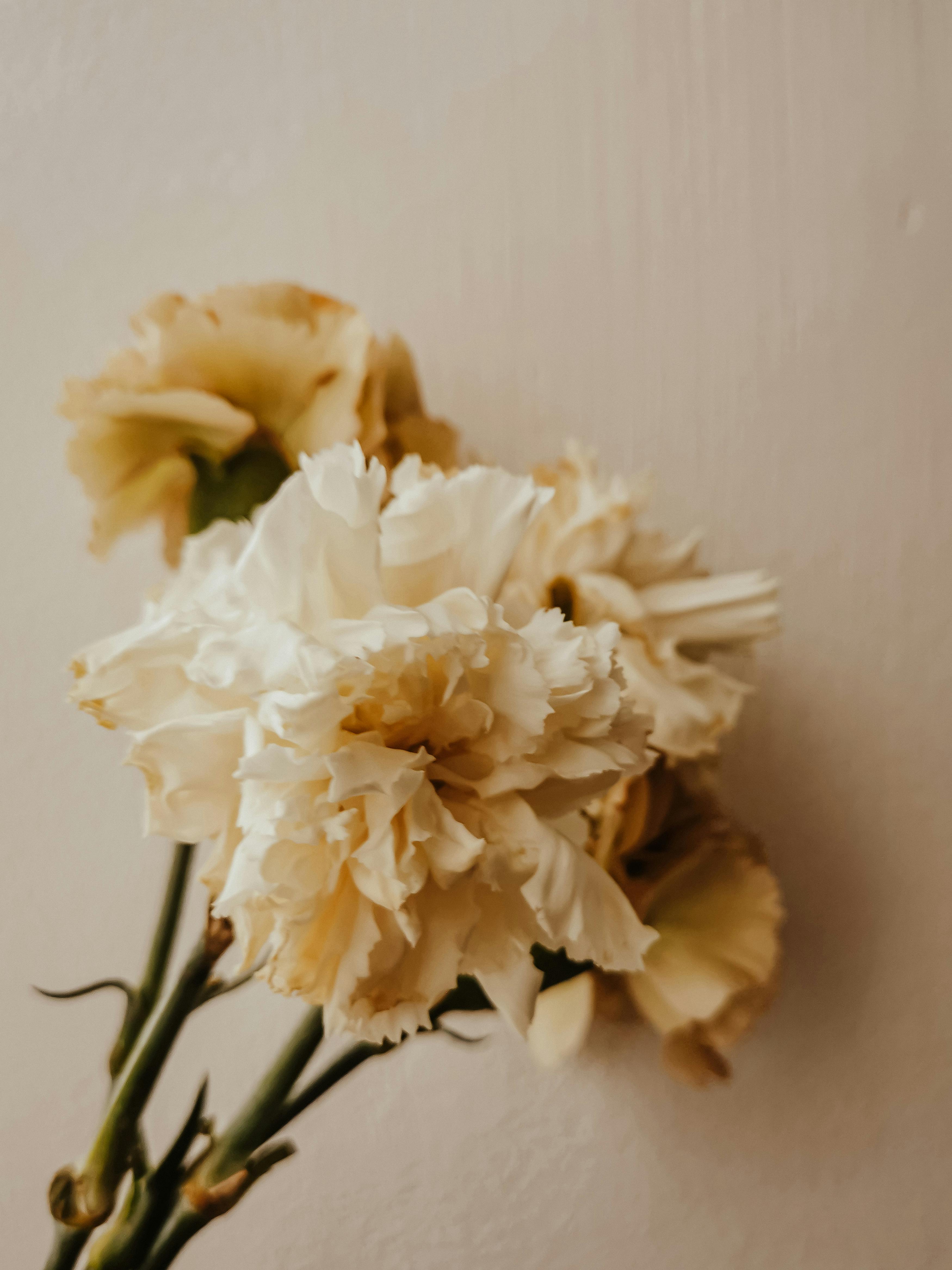 Hình ảnh bông hoa cẩm chướng đẹp PNG