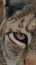 Wild lynx with fluffy red fur and yellow eyes looking at camera in daylight