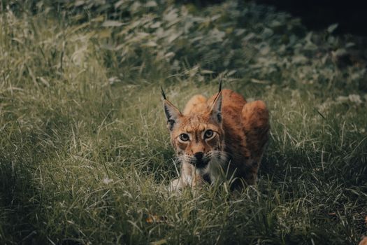 Curious wild lynx with red fur sitting among green grass and observing environment while hunting in nature in daytime