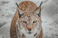 Wild lynx with white and brown fur standing on snowy terrain in countryside in winter day while looking at camera with yellow eyes