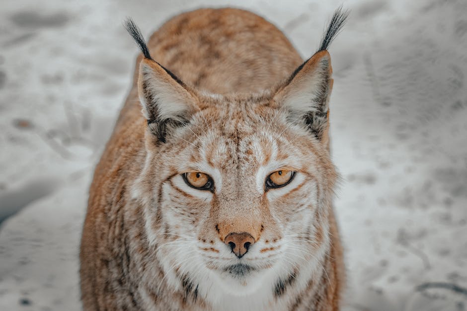 Captivating Wildlife Encounters in Slovenia's Wilderness