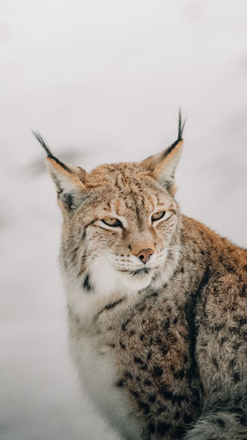Lynx looking away on snowy terrain in nature