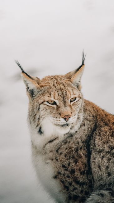 Wild lynx with white and brown fur with black spots looking away on snowy meadow in winter day in countryside