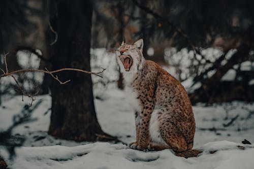 Wild lynx with brown and white fur with black spots sitting on snowy field near trees in nature in winter day while yawning with open mouth