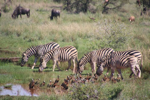 пять зебр в пруду рядом с коричнево черными птицами, звучащими на зеленой траве