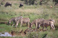 在郁郁葱葱的草原上，一群斑马和鸟类聚集在水坑边