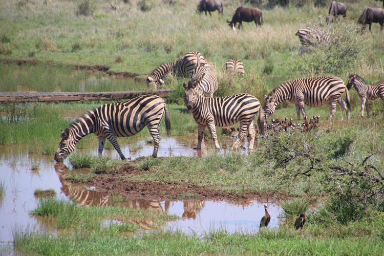 Herd Of Zebras On Body Of Water With Grass