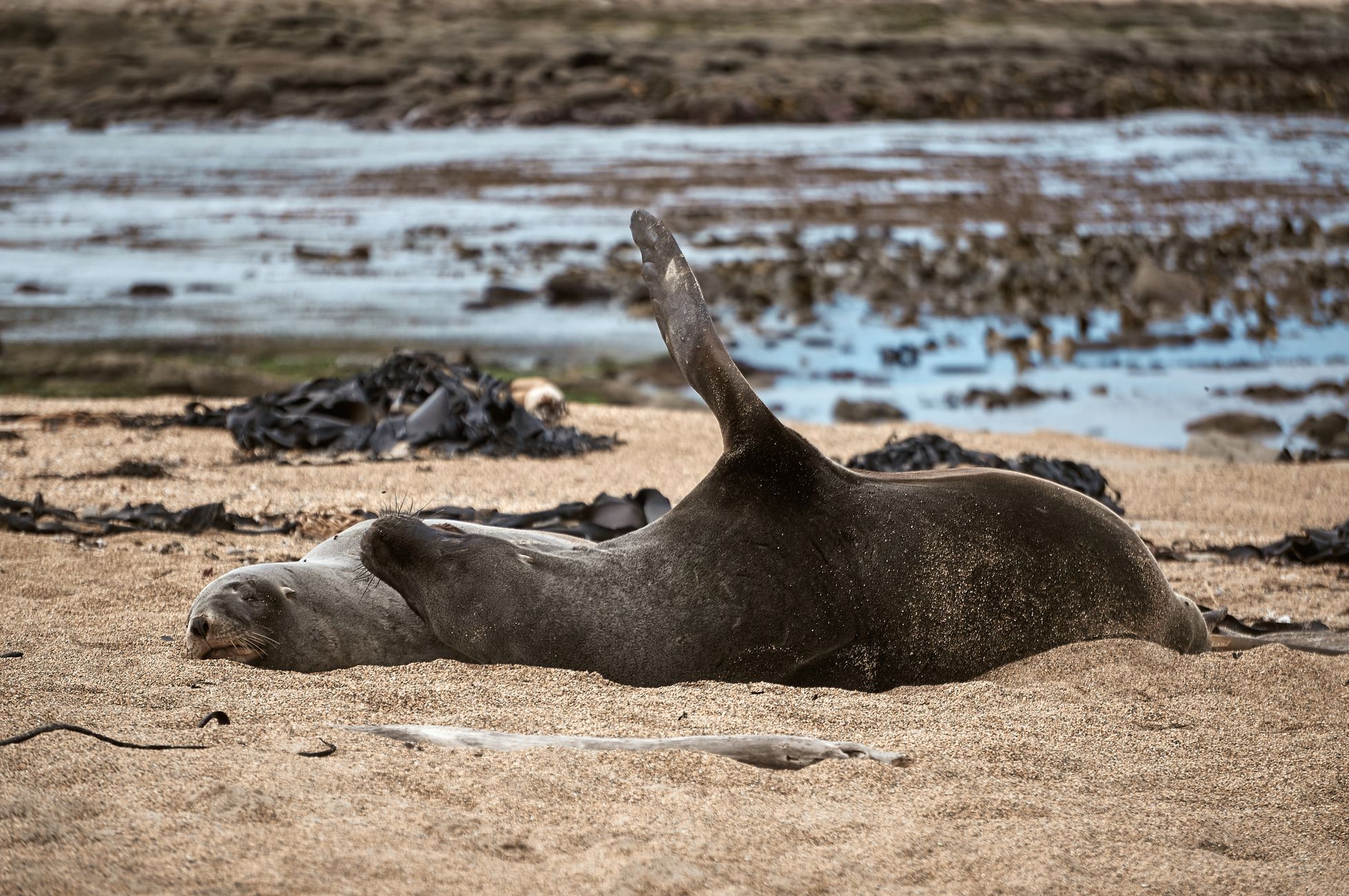 Australian officials urge caution regarding large seal in Tasmania