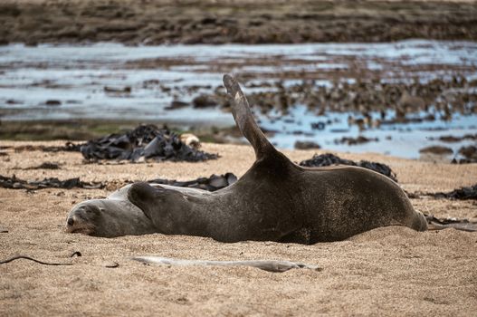 Two seals lying on a sandy beach in New Zealand, displaying serene natural beauty.
