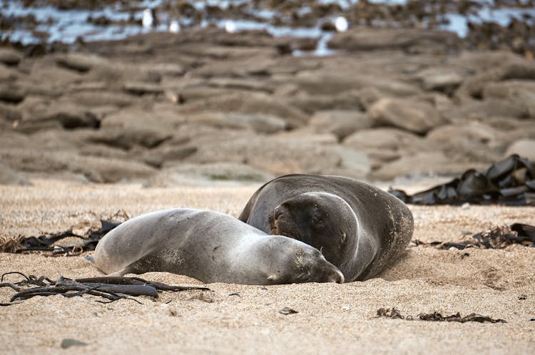 Sea Lions On The Sand 