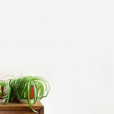 Spider plant on a wooden stand — photo by Kulbir on Pexels