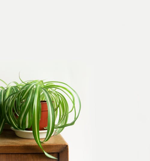 A Green Potted Plant on a Wooden Table