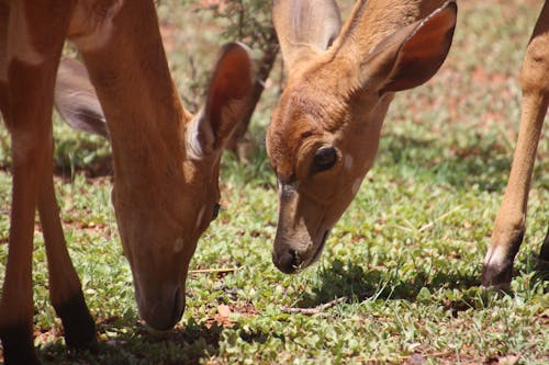 Two Brown Deers on Grass Field