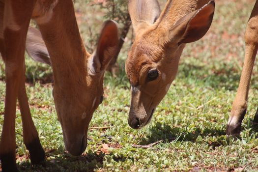 Two antelopes feeding on grass in a daylight grassland setting, captured up close., free online jigsaw puzzle on JigsawPuzzlesFreeOnline.org