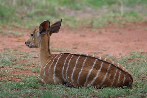 Brown and White Deer Laying on Grass