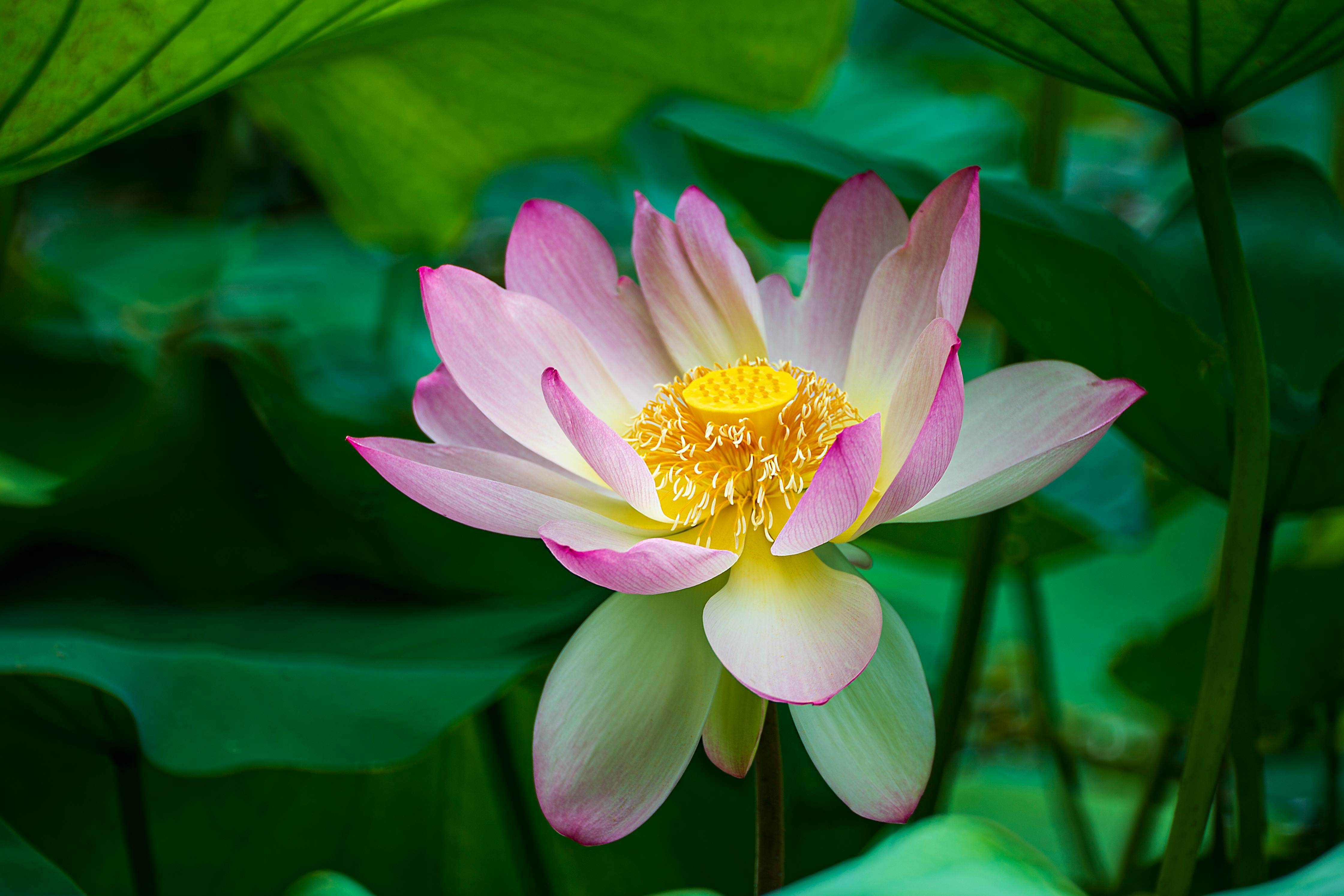 Pink Lotus Flower in Bloom · Free Stock Photo