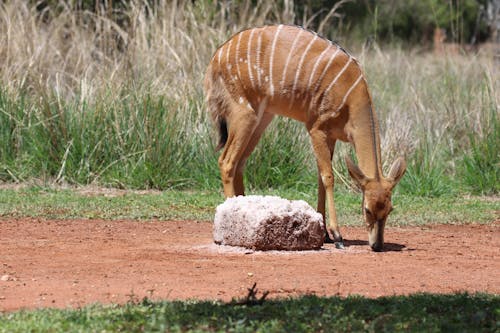 Brown Deer Beside Gray Rock Near Green Grass