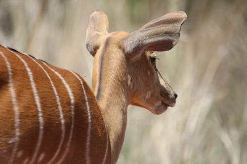 Shallow Focus on Deer