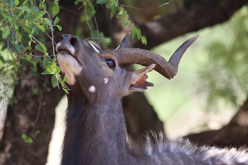 免费 棕色羚羊吃叶子的特写照片 素材图片