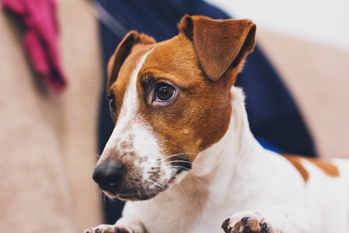 Free Still Life Photo of White and Brown Dog Stock Photo