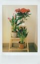 Potted Plants on Step Ladder