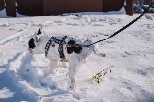 Immagine gratuita di bello, cane, congelato