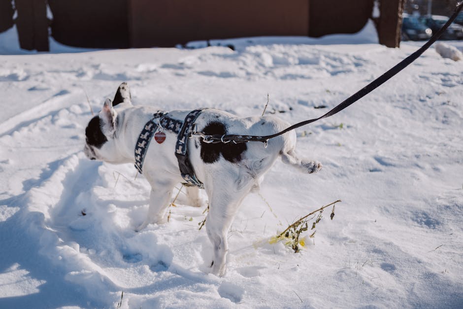 A French Bulldog on a leash enjoying a snowy walk during winter.