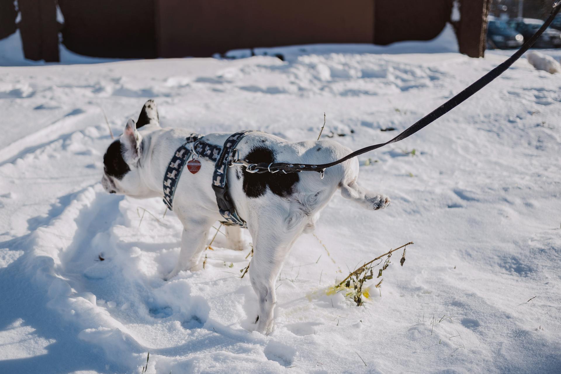 Adult Short-coated White and Black Dog With Black Harness on Top of Snow